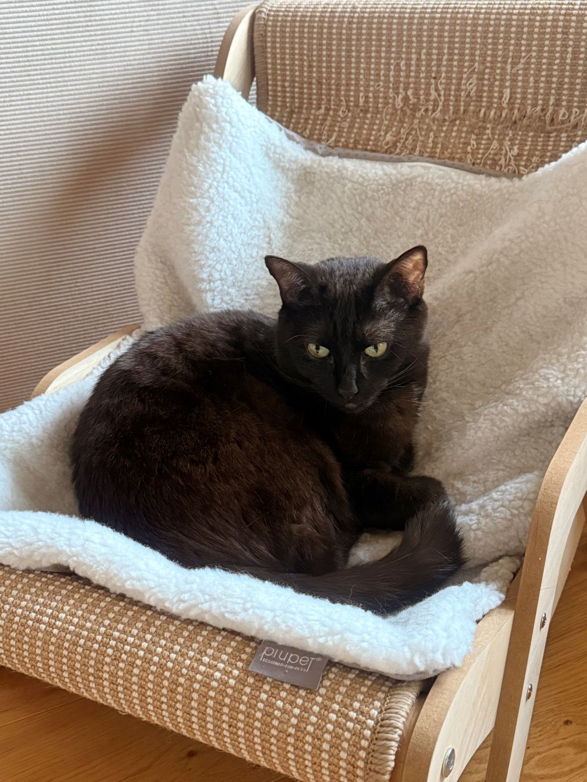 miauszeit – Ihre liebevollen Katzen- und Haustierbetreuung in Risch-Rotkreuz - Yuna